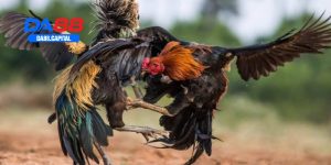 đá gà cựa tròn