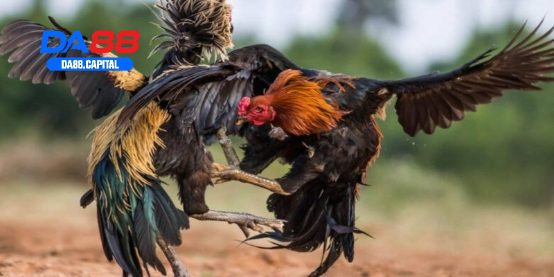 đá gà cựa tròn