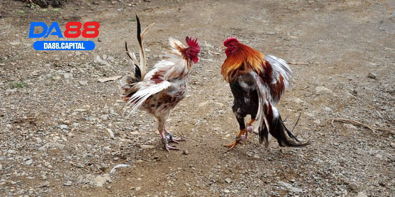 Đá gà Thomo cựa dao