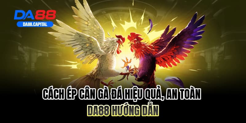 Cách Ép Cân Gà Đá